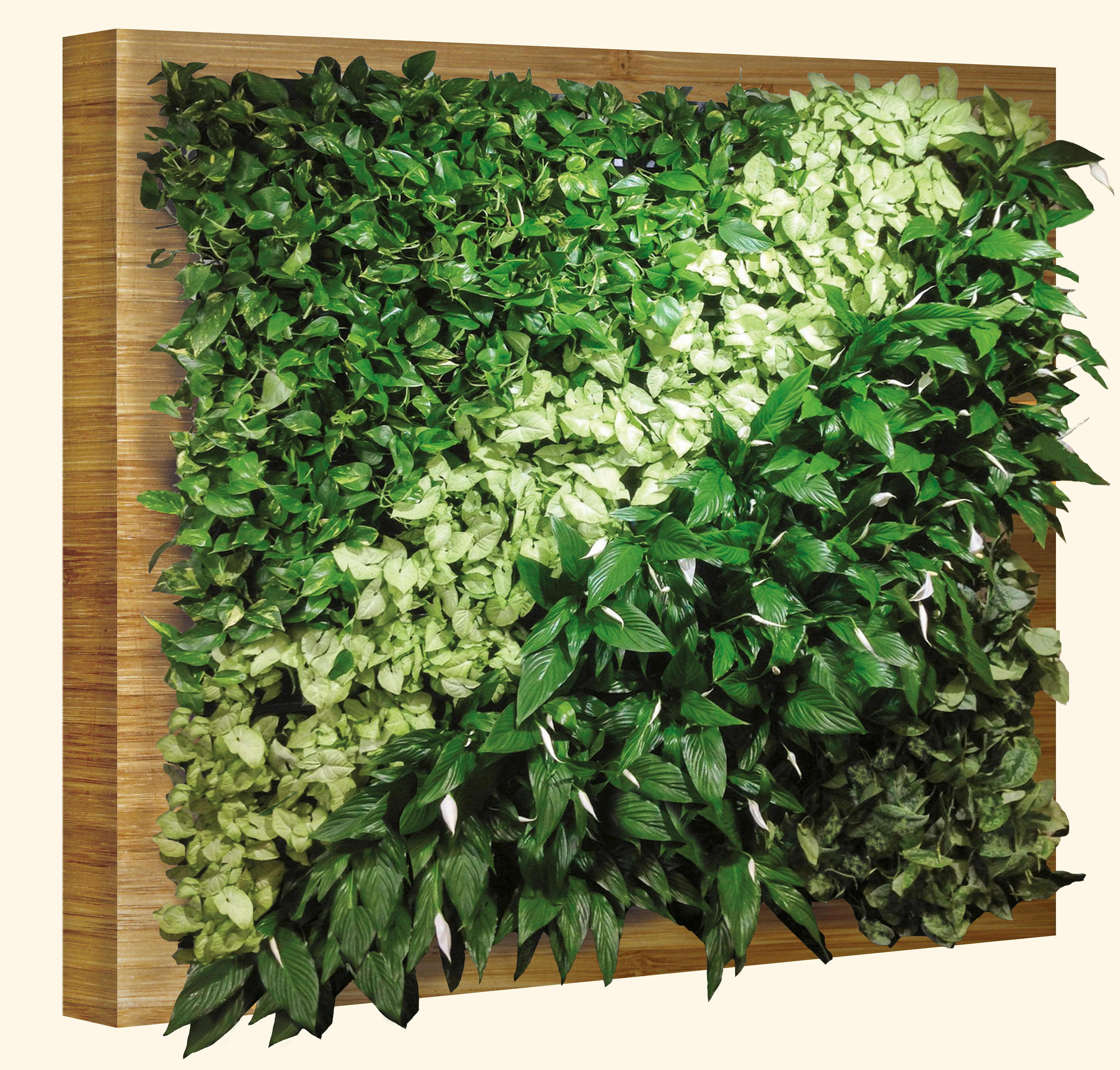 Green Wall — Land Design